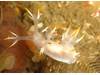 Photo of Dendronotus albus